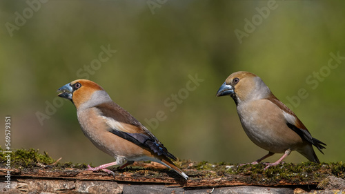 Hawfinch (Coccothraustes coccothraustes) male feeds Hawfinch female sits on a stump in moss. © VitOt