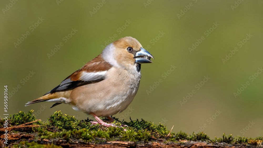 Hawfinch (Coccothraustes coccothraustes) sitting on a stump in moss. Hawfinch (Coccothraustes coccothraustes) sitting on a stump in moss.