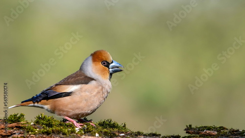 Hawfinch (Coccothraustes coccothraustes) sitting on a stump in moss.