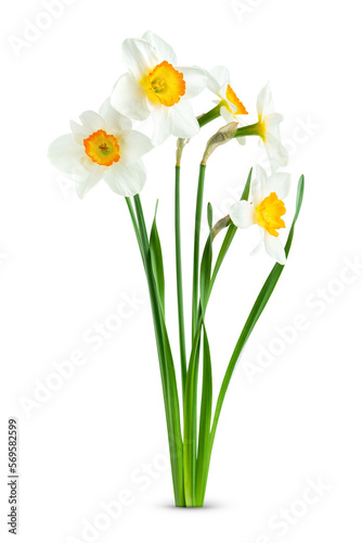 Isolated bunch of daffodil flowers