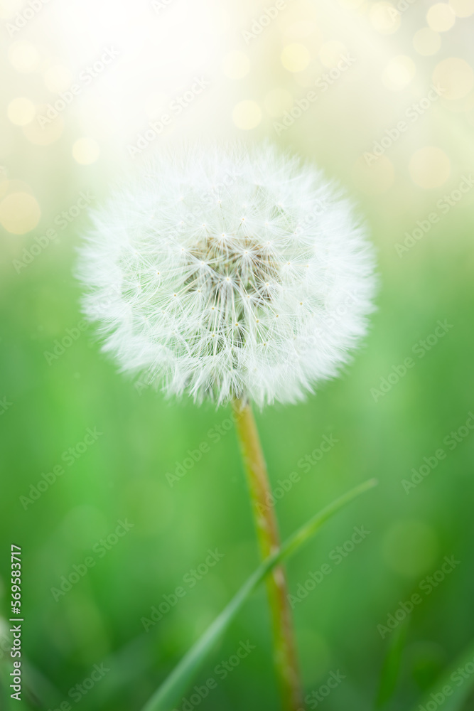 Naklejka premium Vertical shot of white dandelion blowball on blurred green background.