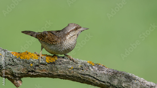 Eurasian Wryneck (Jynx torquilla) sitting on a beautiful branch. photo