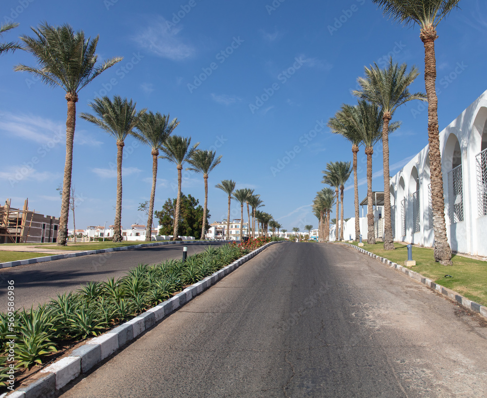 Asphalt road with palm trees