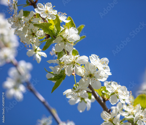 Flowers on a cherry tree against a blue sky in spring.