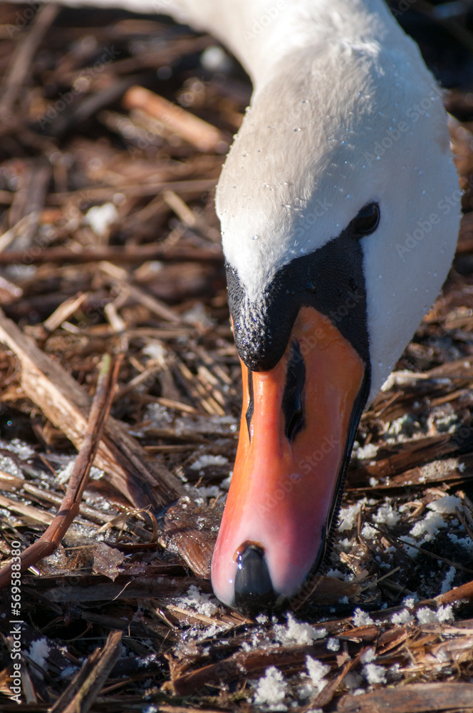 Fototapeta premium swans feed on the shore of the pond