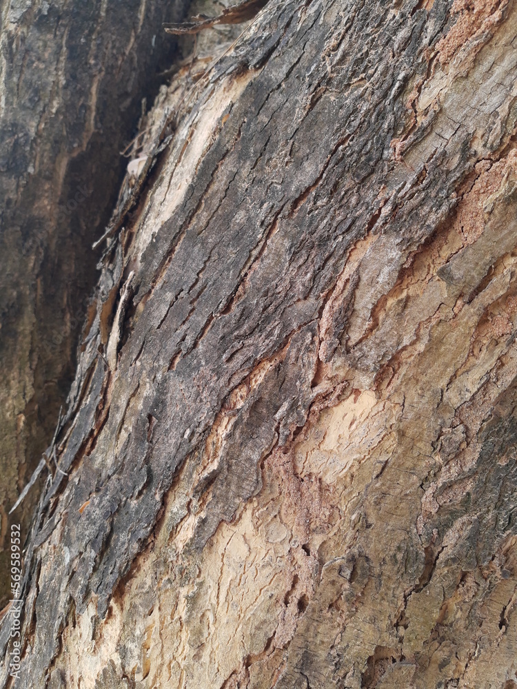 Texture of old tree bark Texture of old tree bark