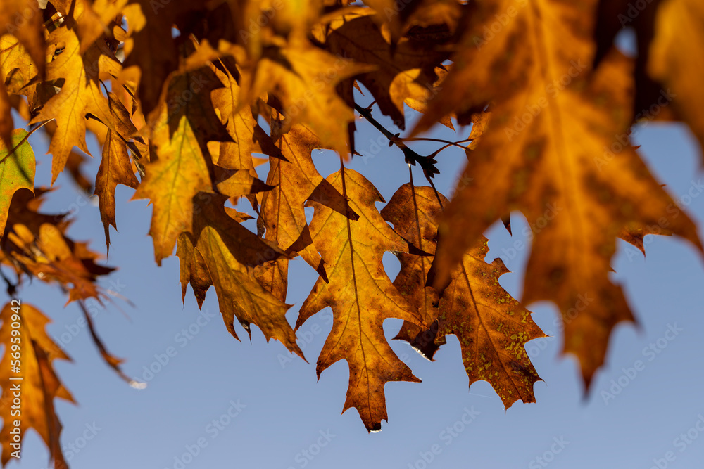 Fototapeta premium Orange oak foliage close up