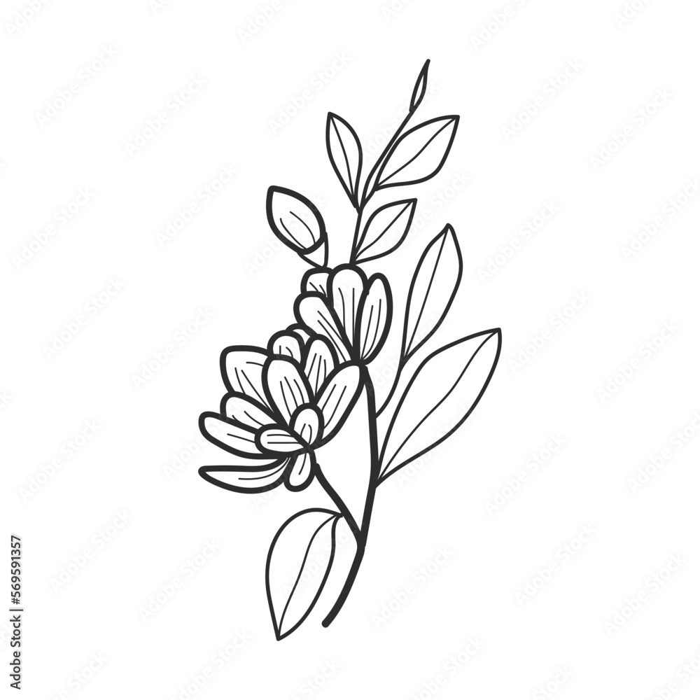 collection forest fern eucalyptus art foliage natural leaves herbs in line style. Decorative beauty elegant illustration for design hand drawn flower
