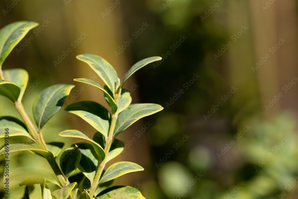 Obraz premium boxwood. Buxus sempervirens s. young boxwood leaves on a branch