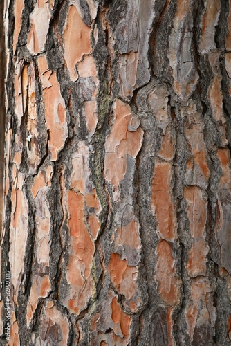 Bark of Pinus pinea, Italy
