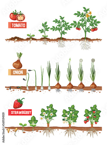Set of Plants Growth Stages