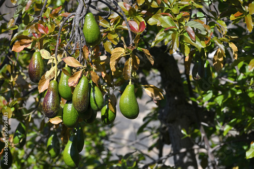 Ripe green hass avocadoes hanging on tree photo