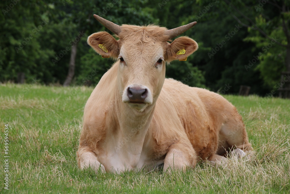 Cow Cow