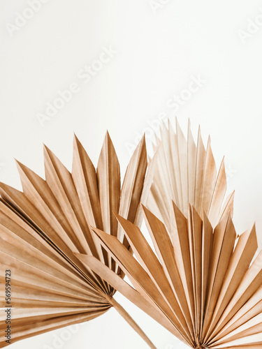 Dry palm leaves on white background