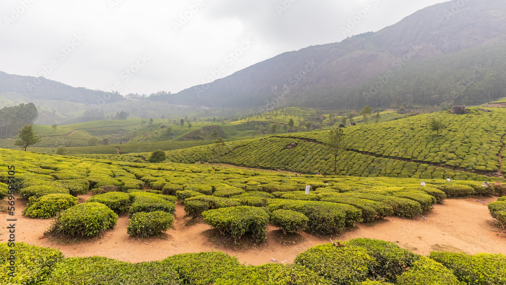 Tea gardens at Munnar, Kerala, India