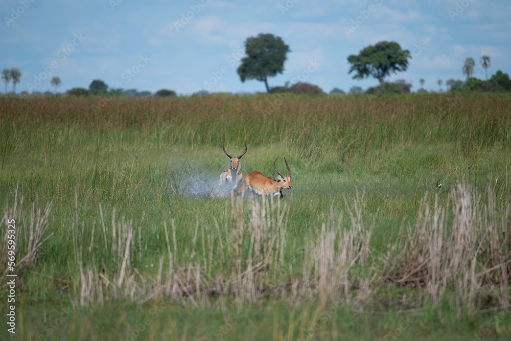 running antelope Waterbuck (Kobus ellipsiprymnus) in the african savannah namibia kruger park botswana masai mara running antelope Waterbuck (Kobus ellipsiprymnus) in the african savannah namibia kruger park botswana masai mara