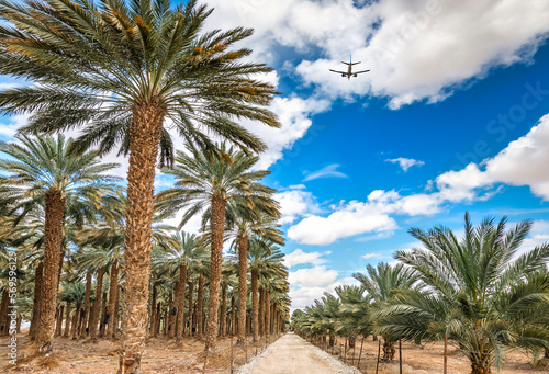 Plantation of date palms for healthy and GMO free food production. Date palm ...