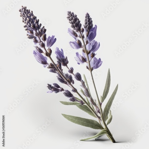 Lavender flowers. IA generative. 