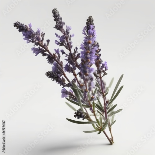 Lavender flowers. IA generative. 