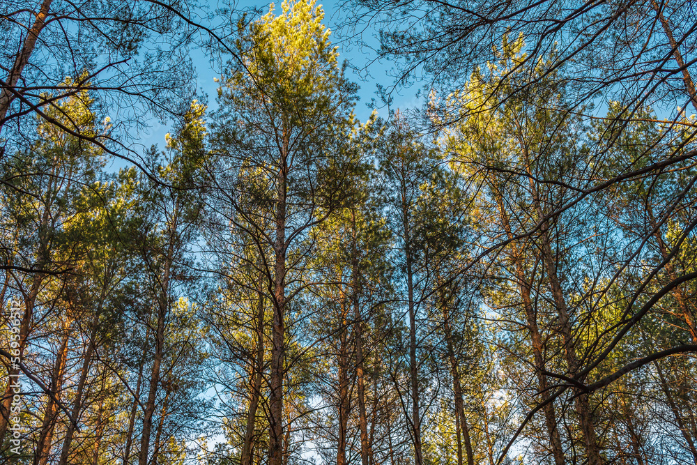 Autumn coniferous forest. Photo bottom view