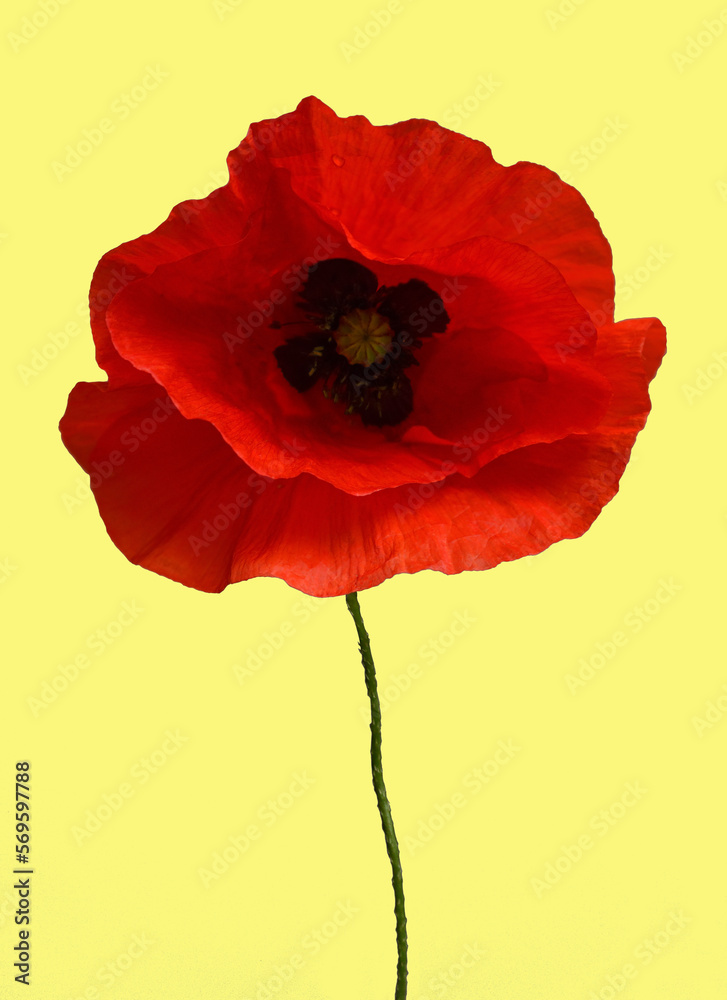 Obraz premium Coquelicot sur fond jaune pâle