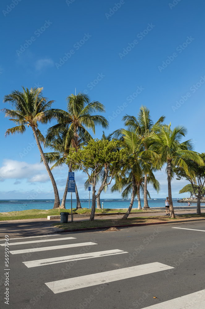 Coconut Palm Trees on the Beach in Hawaii.