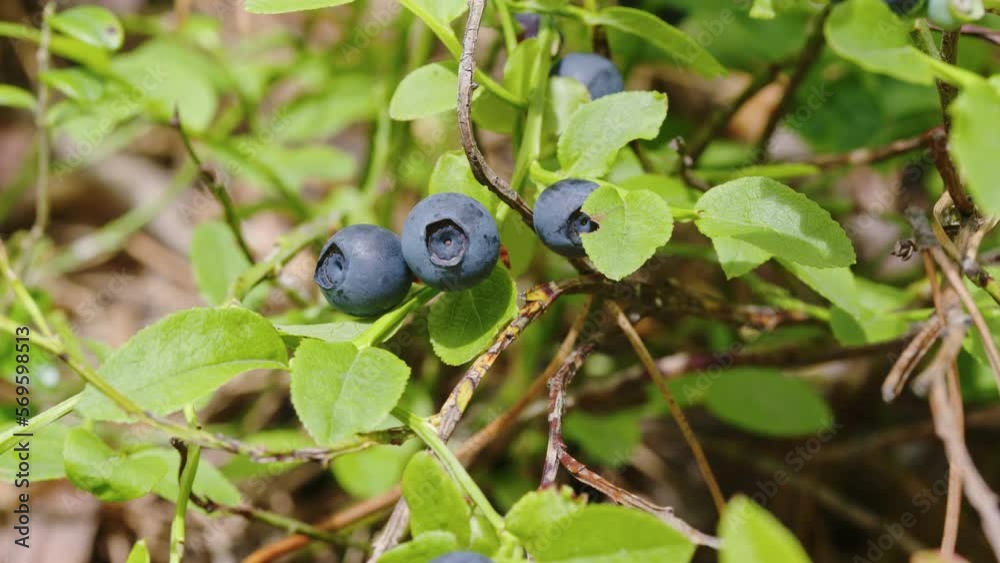 The fingers of picker pick fruits of wild blueberries growing in forest. Close up. Organic vegan food. Huckleberries, bilberries growing among grass in organic garden The fingers of picker pick fruits of wild blueberries growing in forest. Close up. Organic vegan food. Huckleberries, bilberries growing among grass in organic garden