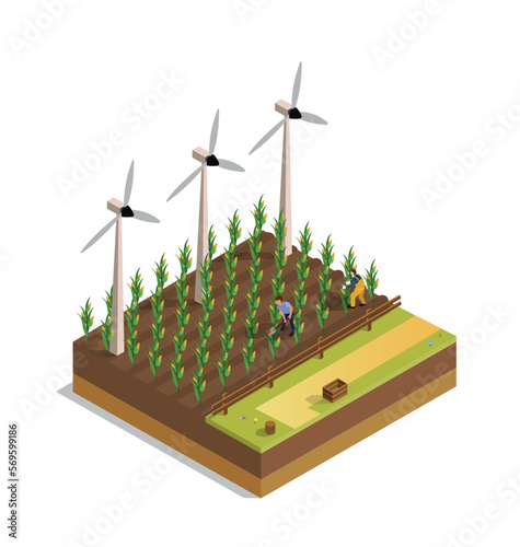 Farm field of corn. Man and woman harvest, natural and organic products. Windmills alternative source of energy. Countryside and village. Cartoon isometric vector illustration