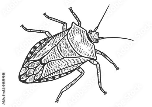 Green shield bug insect sketch engraving PNG illustration with transparent background photo