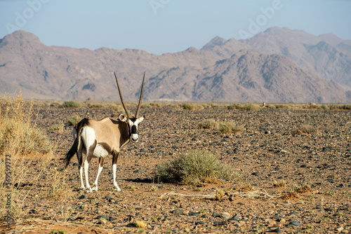 Namib Desert near Sossusvlei, Namibia