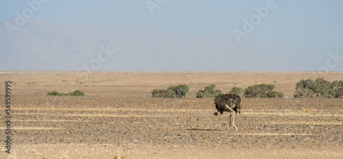 Namib desert near Sossusvlei