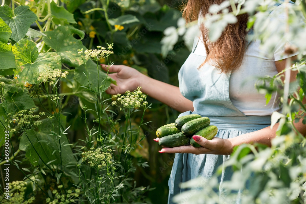 Obraz premium A farmer in a cotton apron picks cucumbers in the greenhouse.