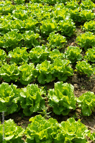 rows of planted lettuce on the field vertical composition