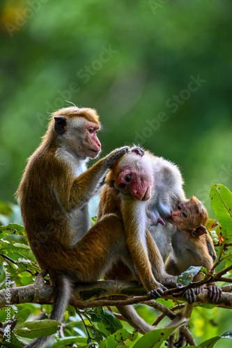mother and baby © Dev Mukund