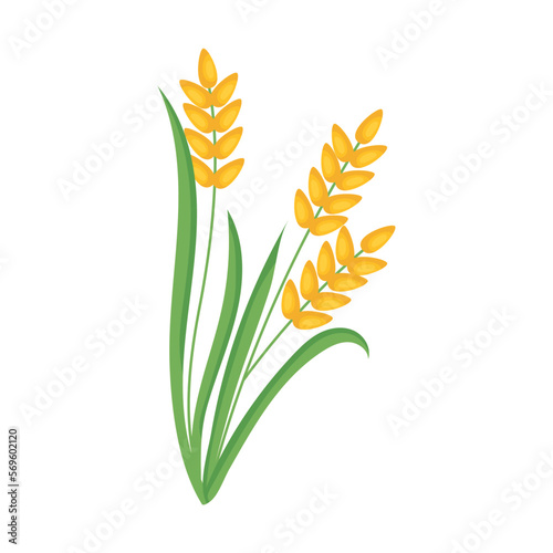 rice cereal plant