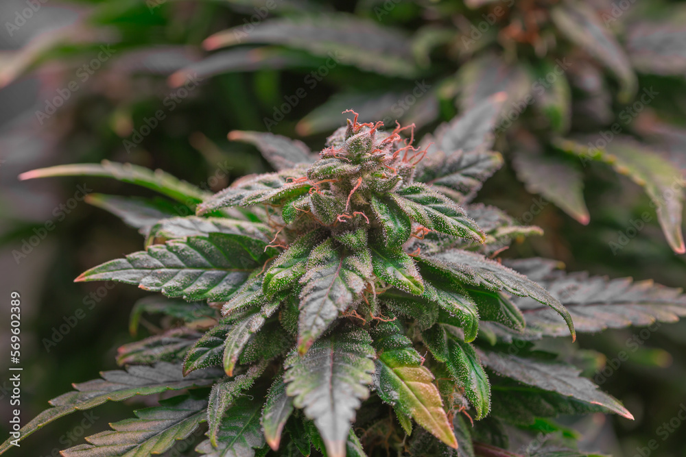 Mature marijuana plant with bud and leaves. Marijuana plant texture on an indoor cannabis farm.The concept of Indoor grow marijuana. marijuana for recreational purposes. Mature marijuana plant with bud and leaves. Marijuana plant texture on an indoor cannabis farm.The concept of Indoor grow marijuana. marijuana for recreational purposes.