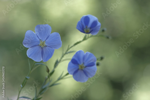Fototapeta Naklejka Na Ścianę i Meble -  Blue flax flowers on thin green stems.