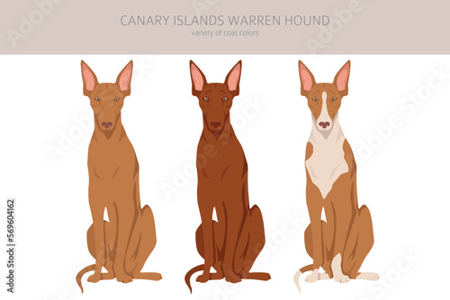 Canary Island Warren hound clipart. Different poses, coat colors set
