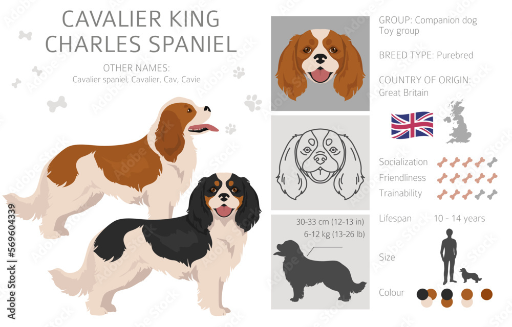Cavalier King Charles Spaniel clipart. All coat colors set.  Different position. All dog breeds characteristics infographic