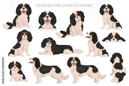 Cavalier King Charles Spaniel clipart. All coat colors set. Different position. All dog breeds characteristics infographic