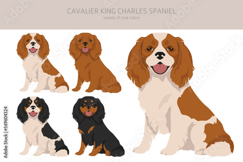 Cavalier King Charles Spaniel clipart. All coat colors set.  Different position. All dog breeds characteristics infographic