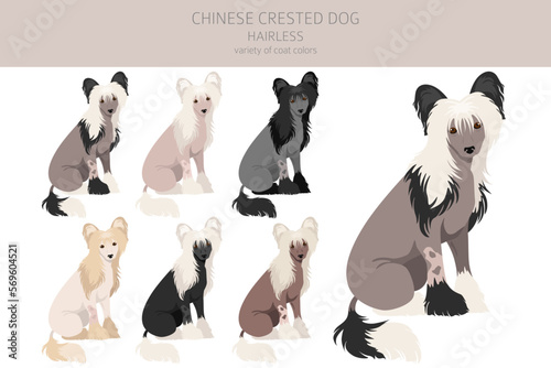 Chinese crested dog hairless variety clipart. Different poses, coat colors set