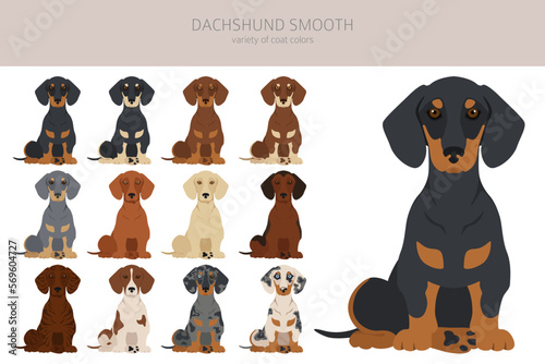 Dachshund short haired clipart. Different poses, coat colors set