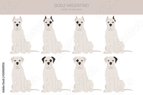 Dogo Argentino clipart. Different poses, coat colors set