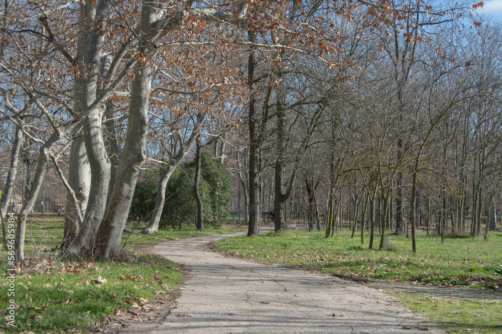 winding path with trees in a park