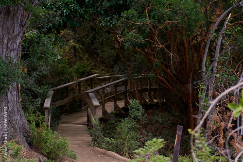 Path through the trees of 