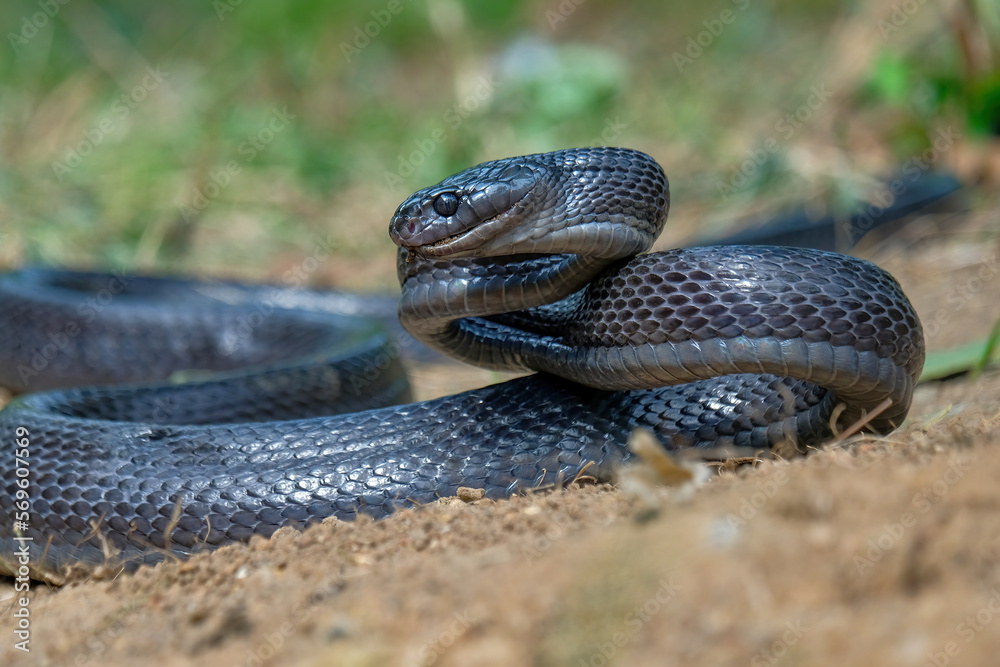 Obraz premium black boiga snake on the ground