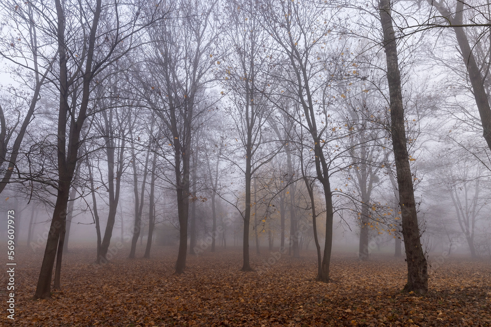 Bare deciduous trees in autumn cold weather Bare deciduous trees in autumn cold weather