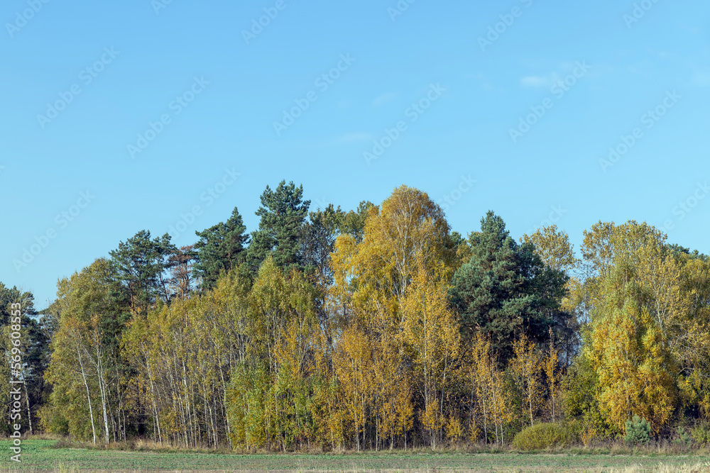 Trees with foliage falling in autumn