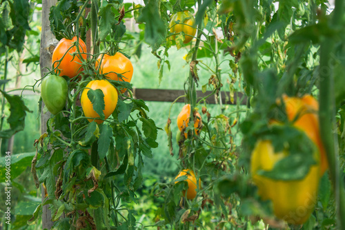 ripe and unripe tomatoes in organic garden on a blurred background of greenery. Eco-friendly natural products, rich harvest. Selective focus. 